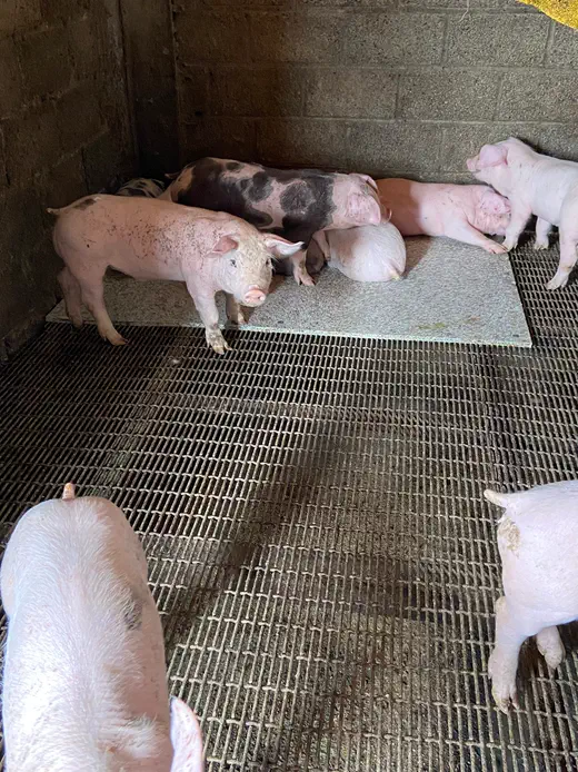 Lechonera — industria del campo con plástico reciclado